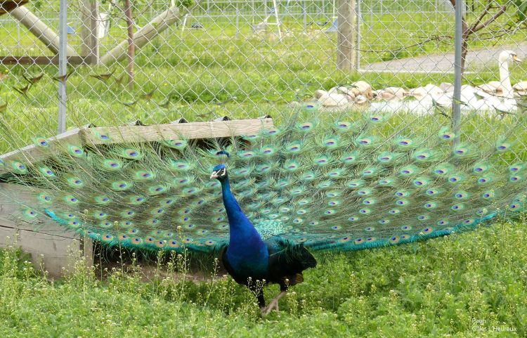 Wallpapers Animals Birds - Peacocks Paon bleu