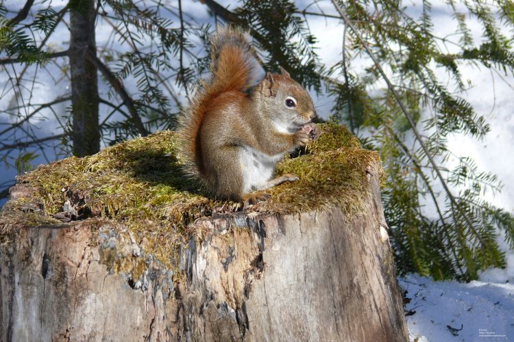 Fonds d'cran Animaux Rongeurs - Ecureuils cureuil roux