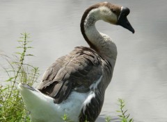  Animaux Oie Cygnoïde