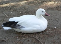  Animals Oies des neiges