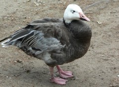  Animaux Oies des neiges