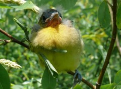  Animaux Oriole de Baltimore