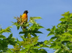  Animaux Oriole de Baltimore