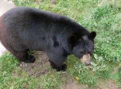  Animaux Ours noir