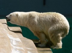  Animaux Ours blanc