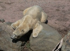  Animaux Ours blanc