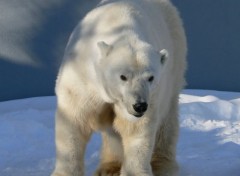  Animaux Ours blanc