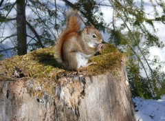  Animaux cureuil roux