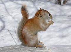  Animaux cureuil roux