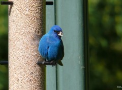  Animaux Passerin indigo