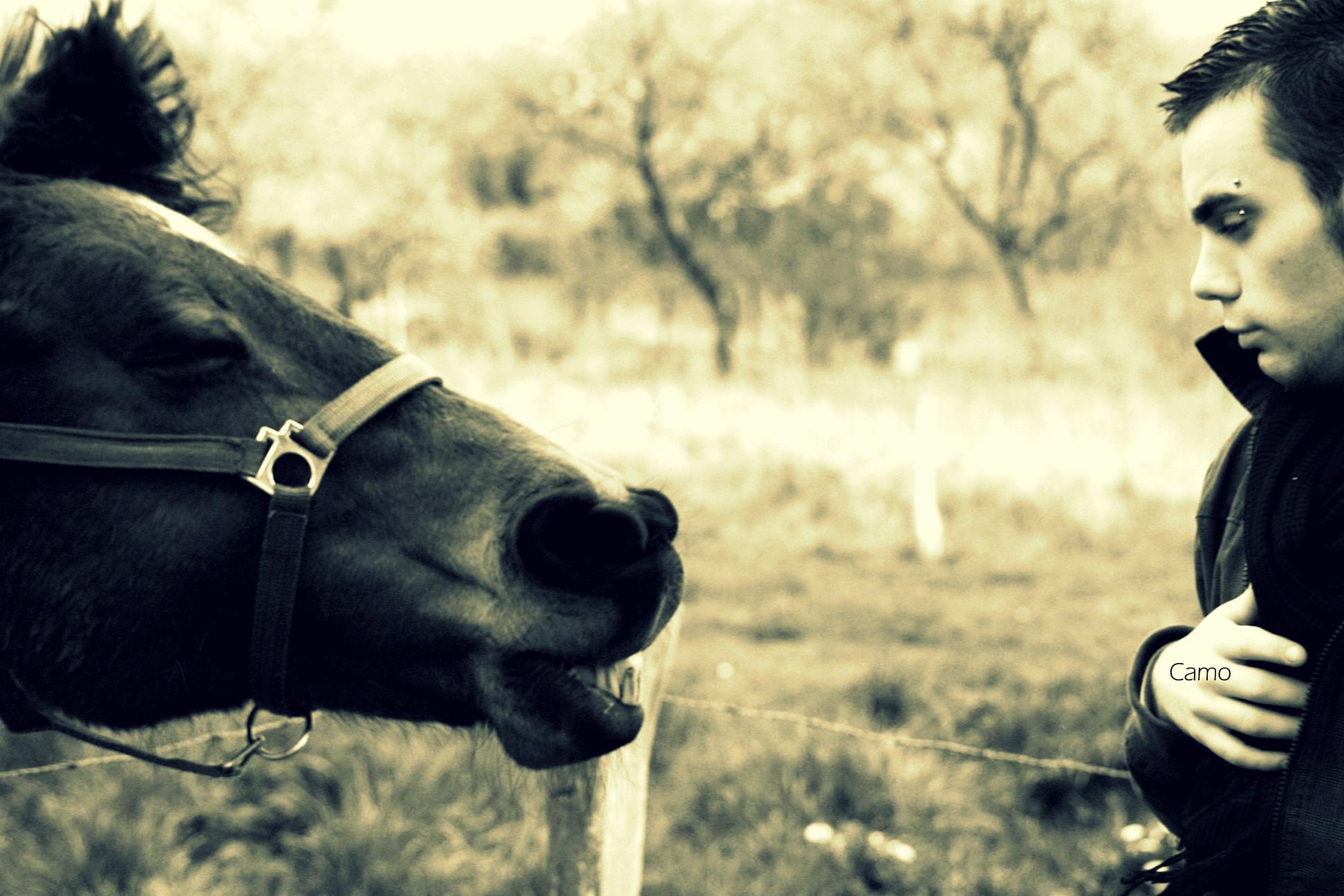 Fonds d'cran Animaux Chevaux 