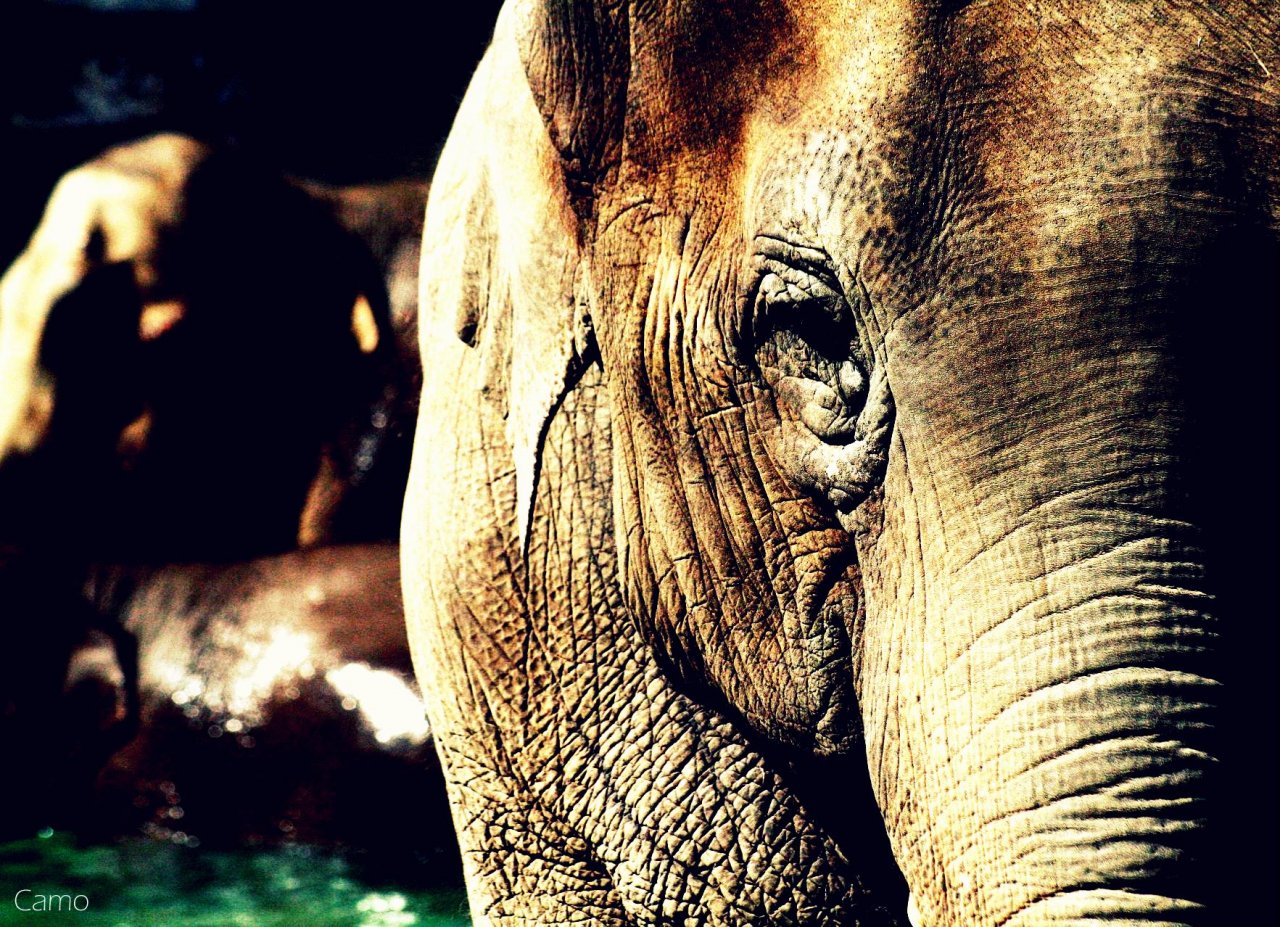 Wallpapers Animals Elephants 