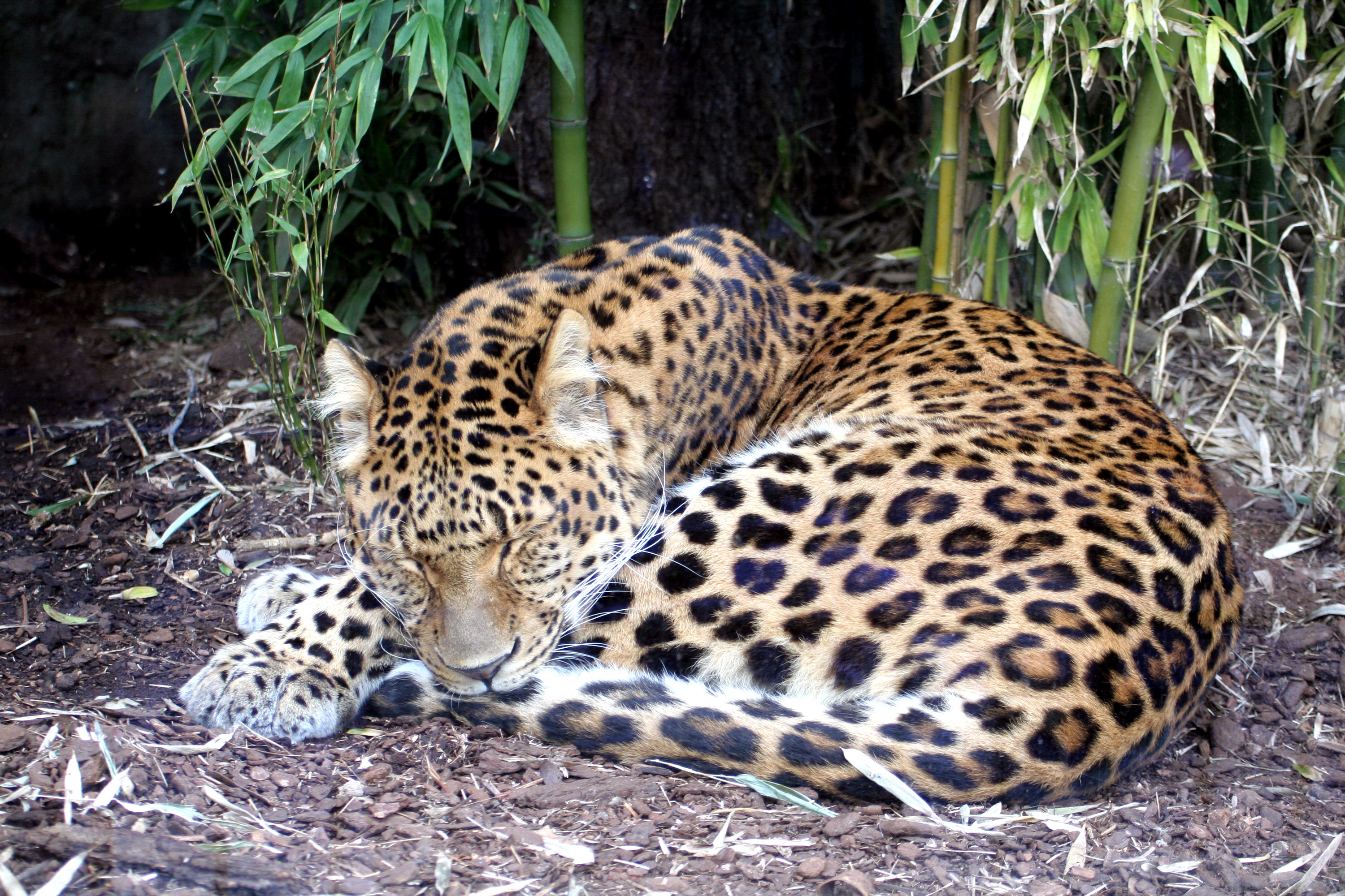 Wallpapers Animals Felines - Leopards 