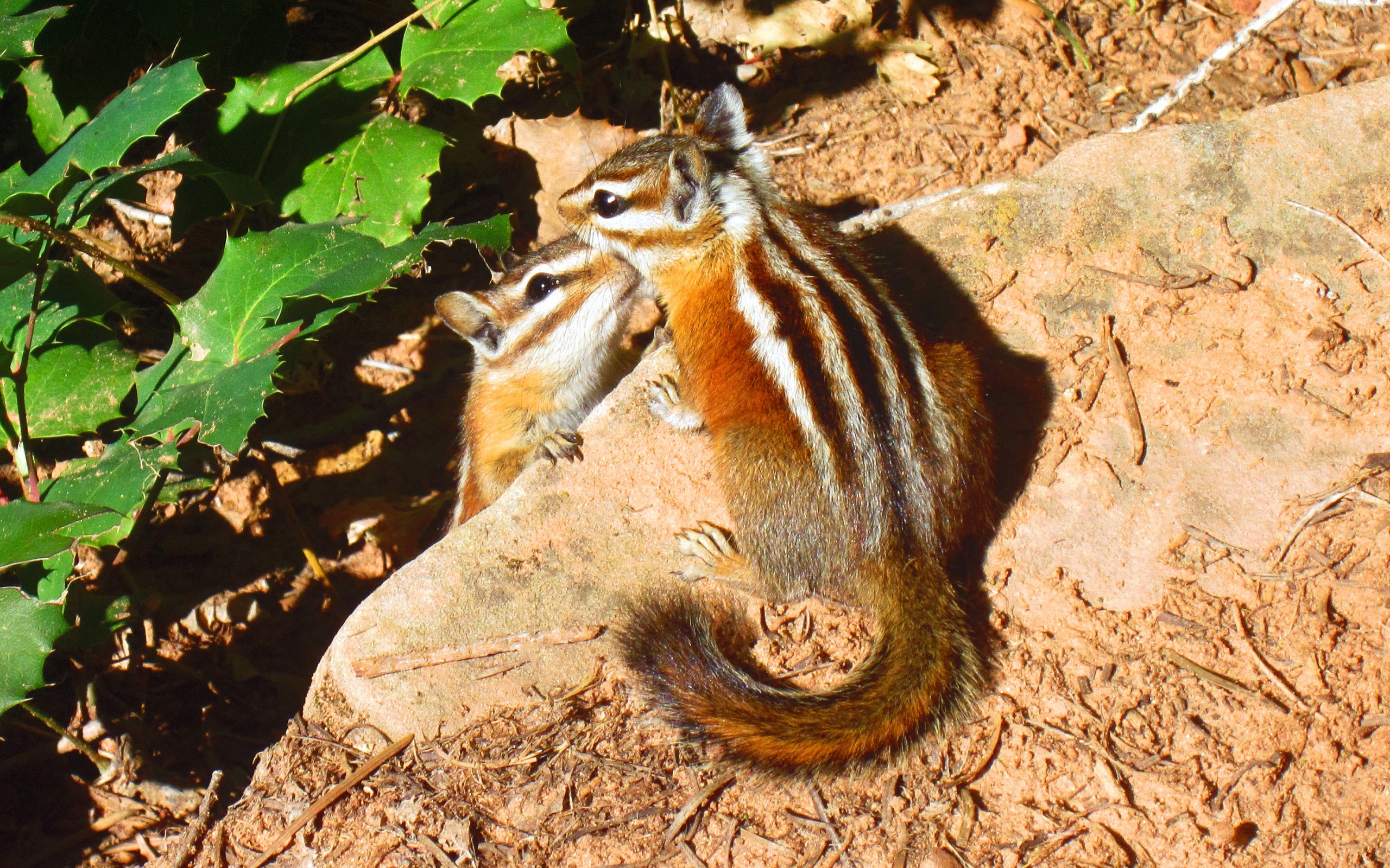 Fonds d'cran Animaux Rongeurs - Ecureuils 