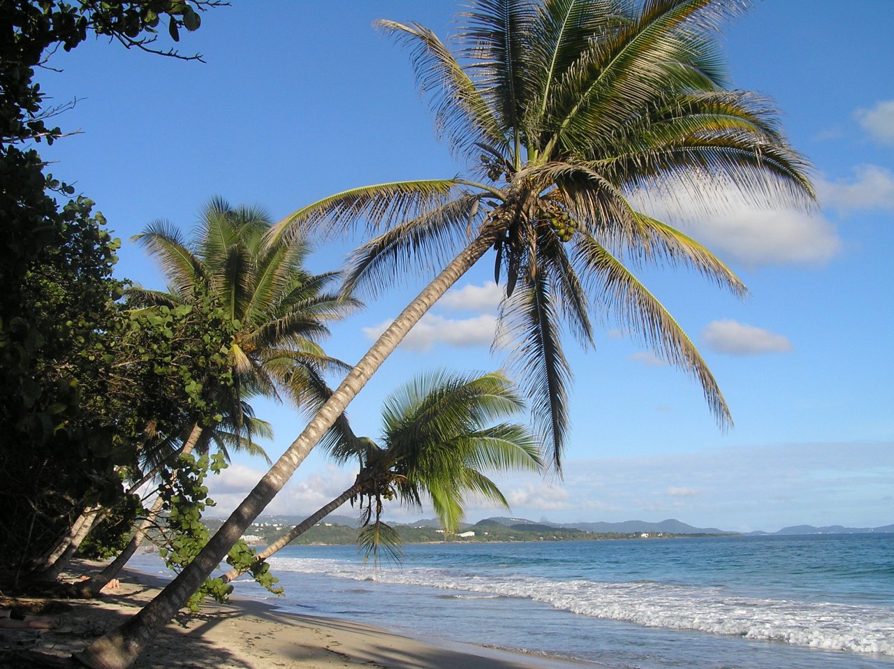 Fonds d'cran Nature Mers - Ocans - Plages Palmiers sur la plage