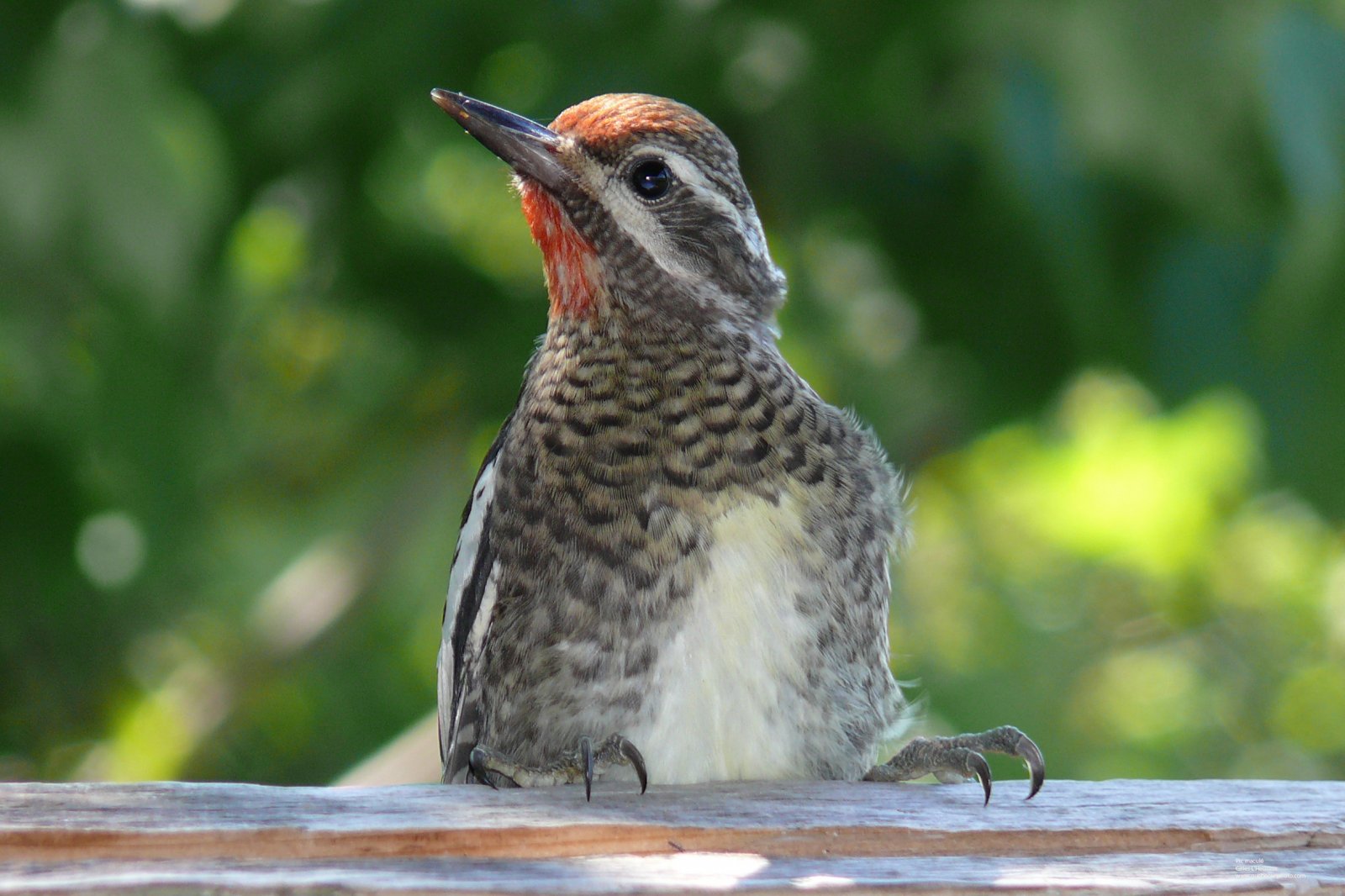 Wallpapers Animals Birds - Woodpeckers Pic maculé