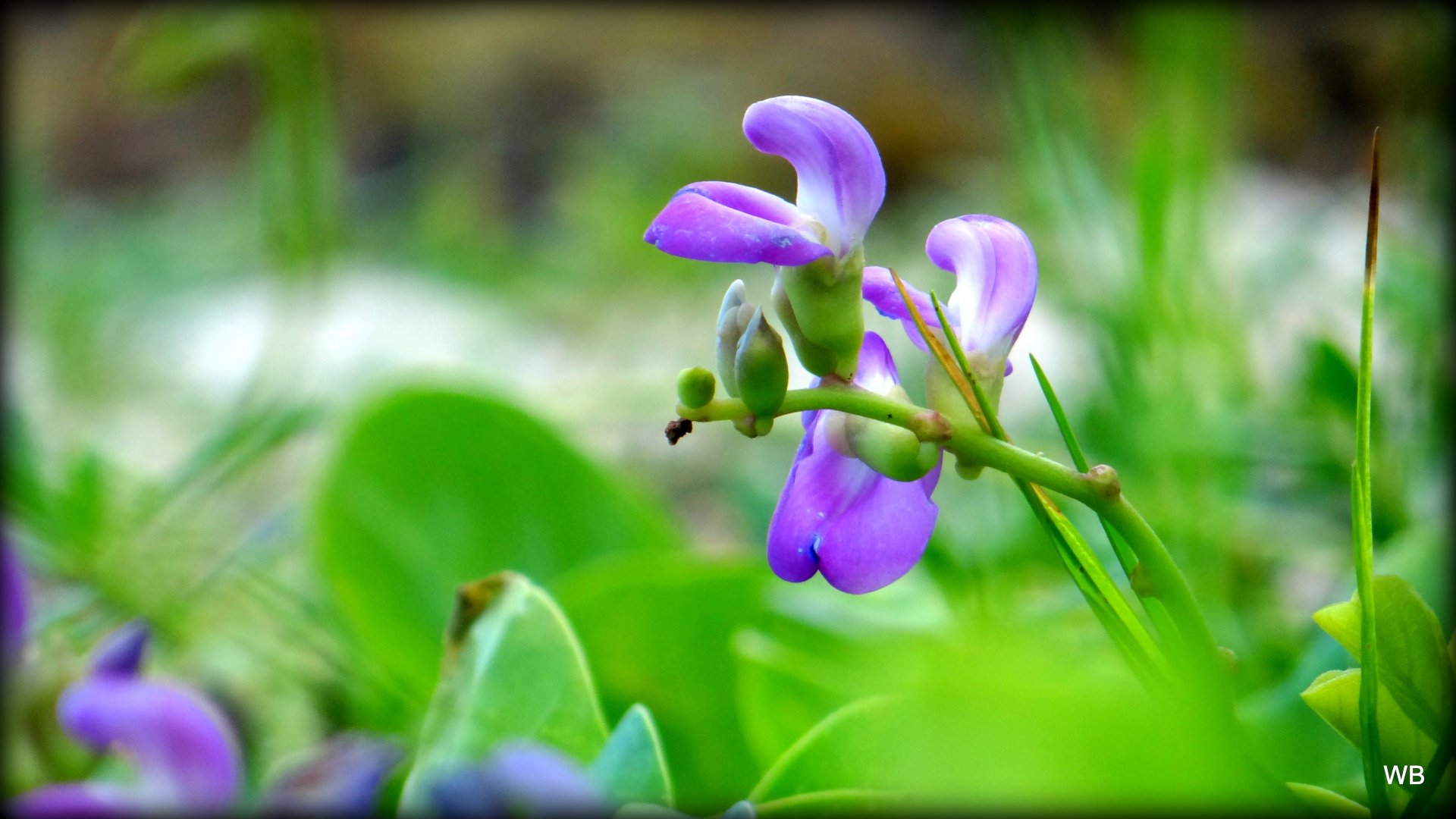 Fonds d'cran Nature Fleurs petite fleur sauvage