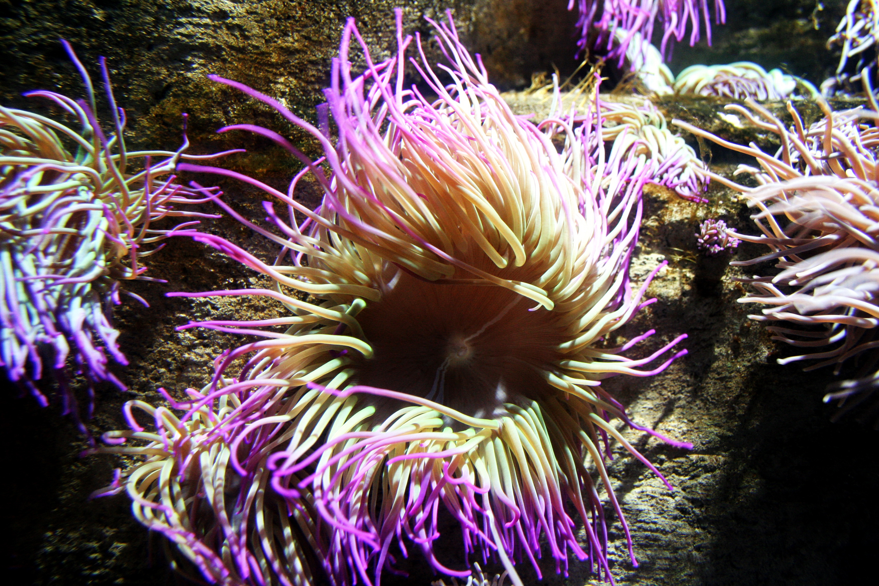 Wallpapers Animals Sealife - Anemones 