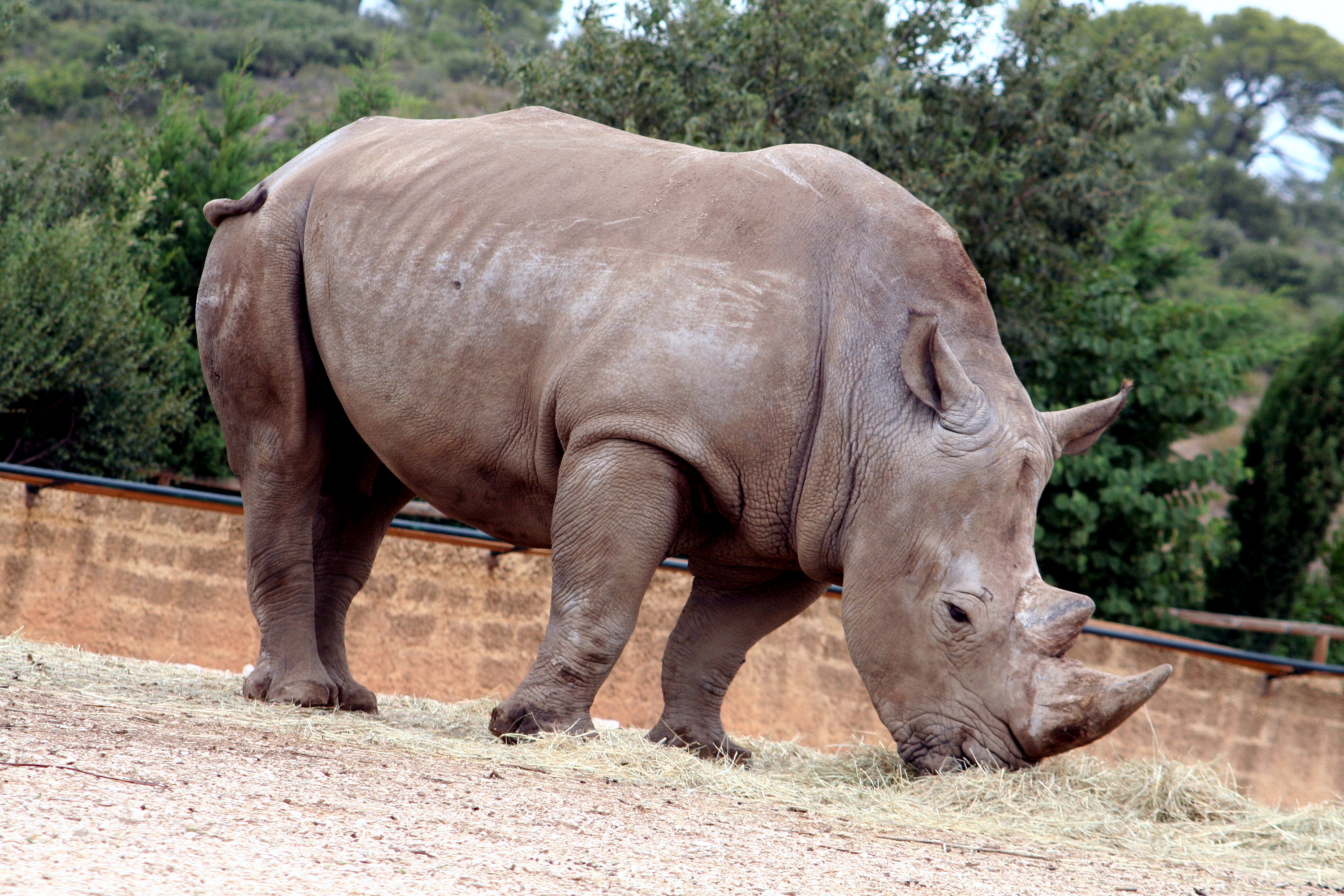 Fonds d'cran Animaux Rhinocros 