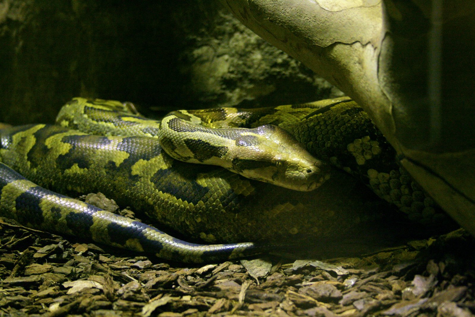 Fonds d'cran Animaux Serpents 