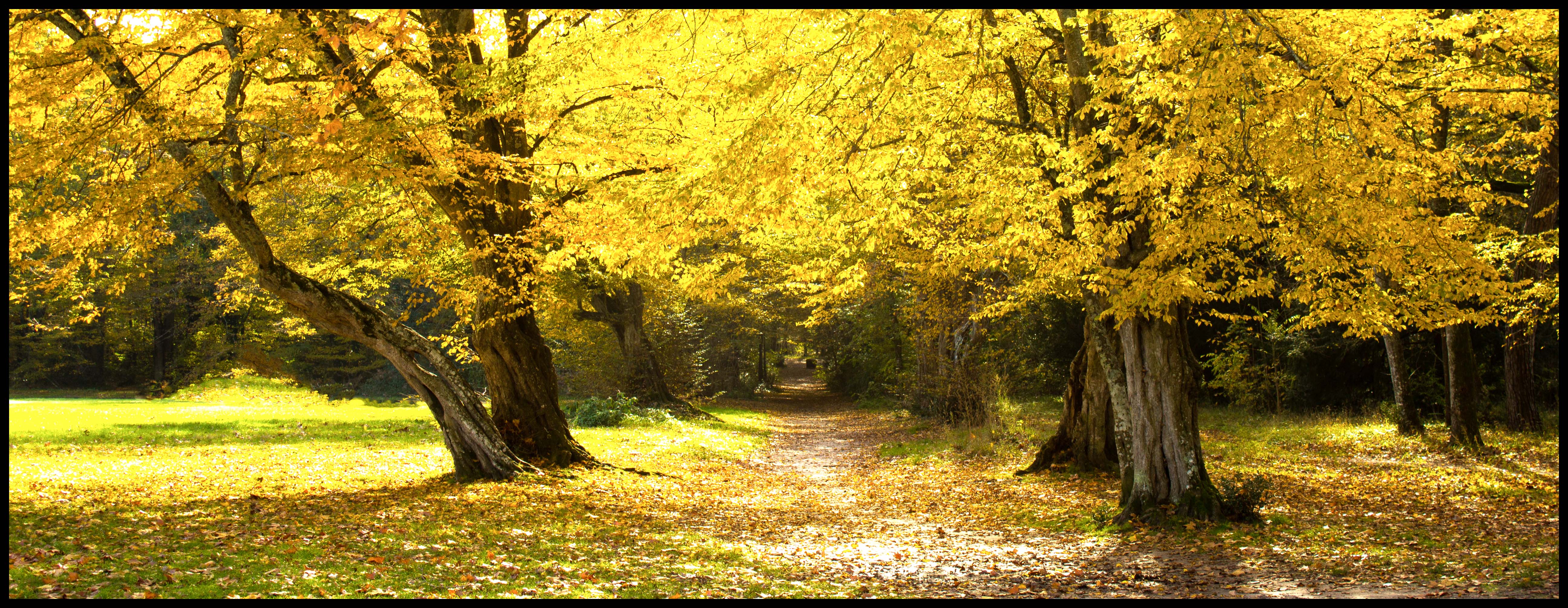 Fonds d'cran Nature Arbres - Forts l'automne