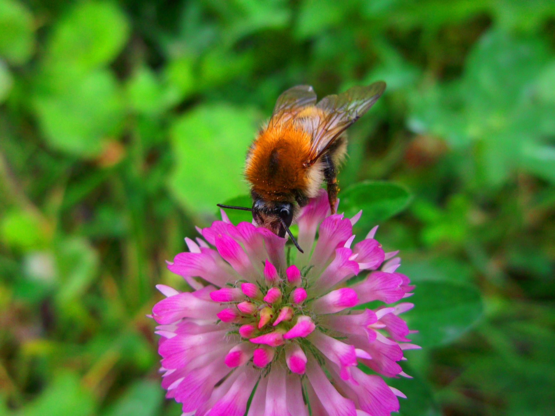 Wallpapers Nature Flowers abeille sur fleur - -