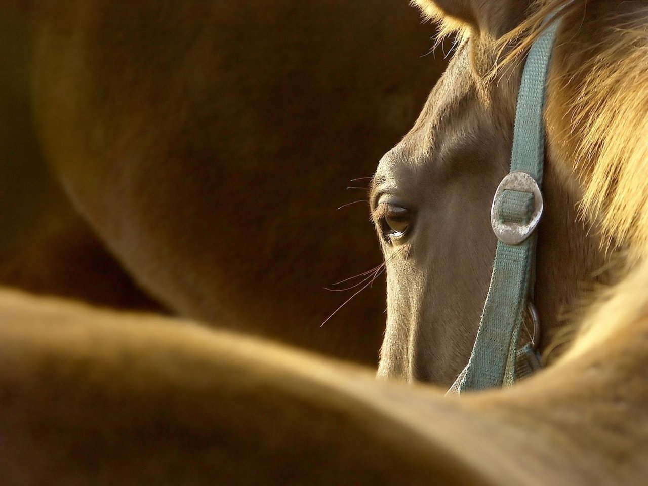 Fonds d'cran Animaux Chevaux 