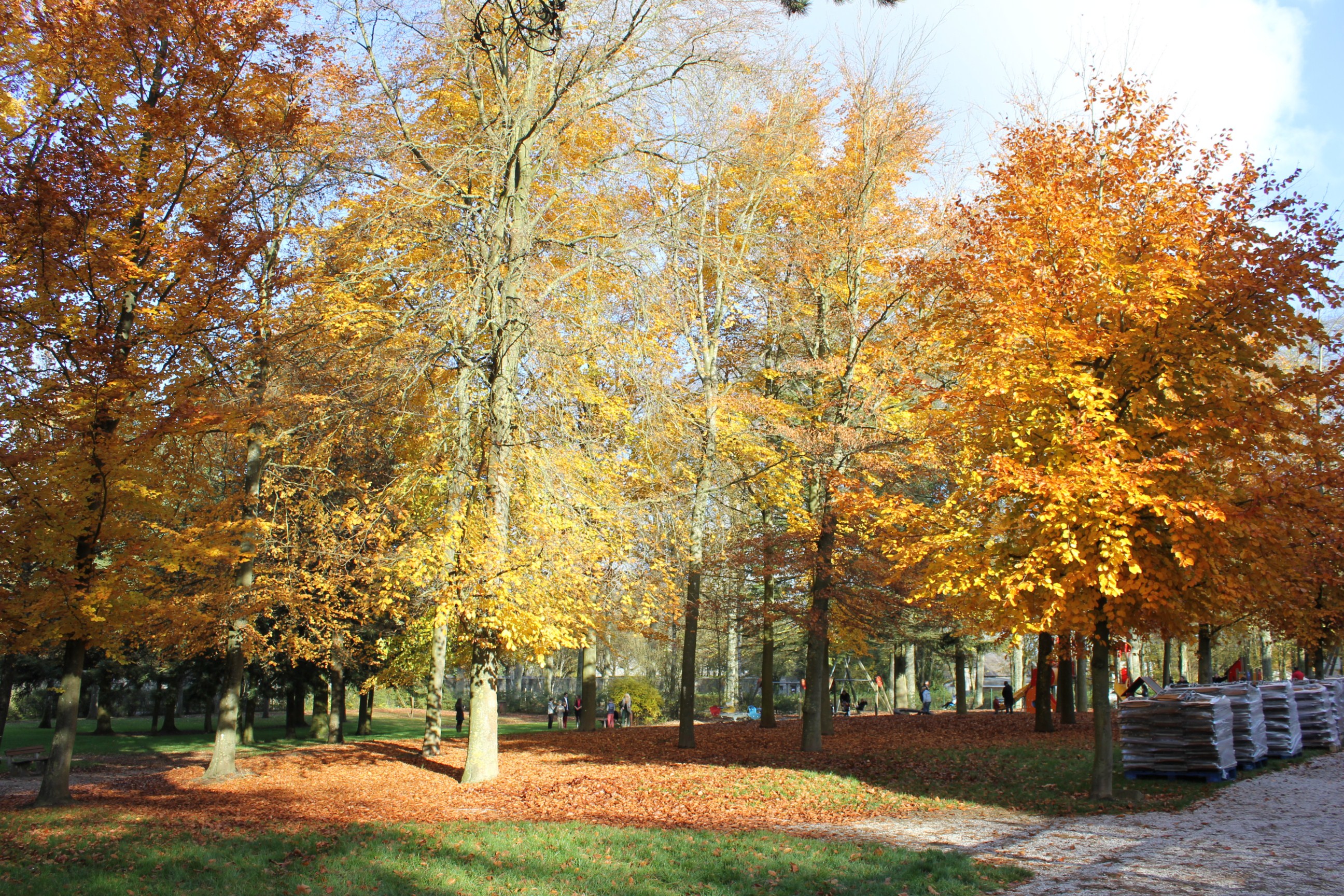 Fonds d'cran Nature Arbres - Forts 