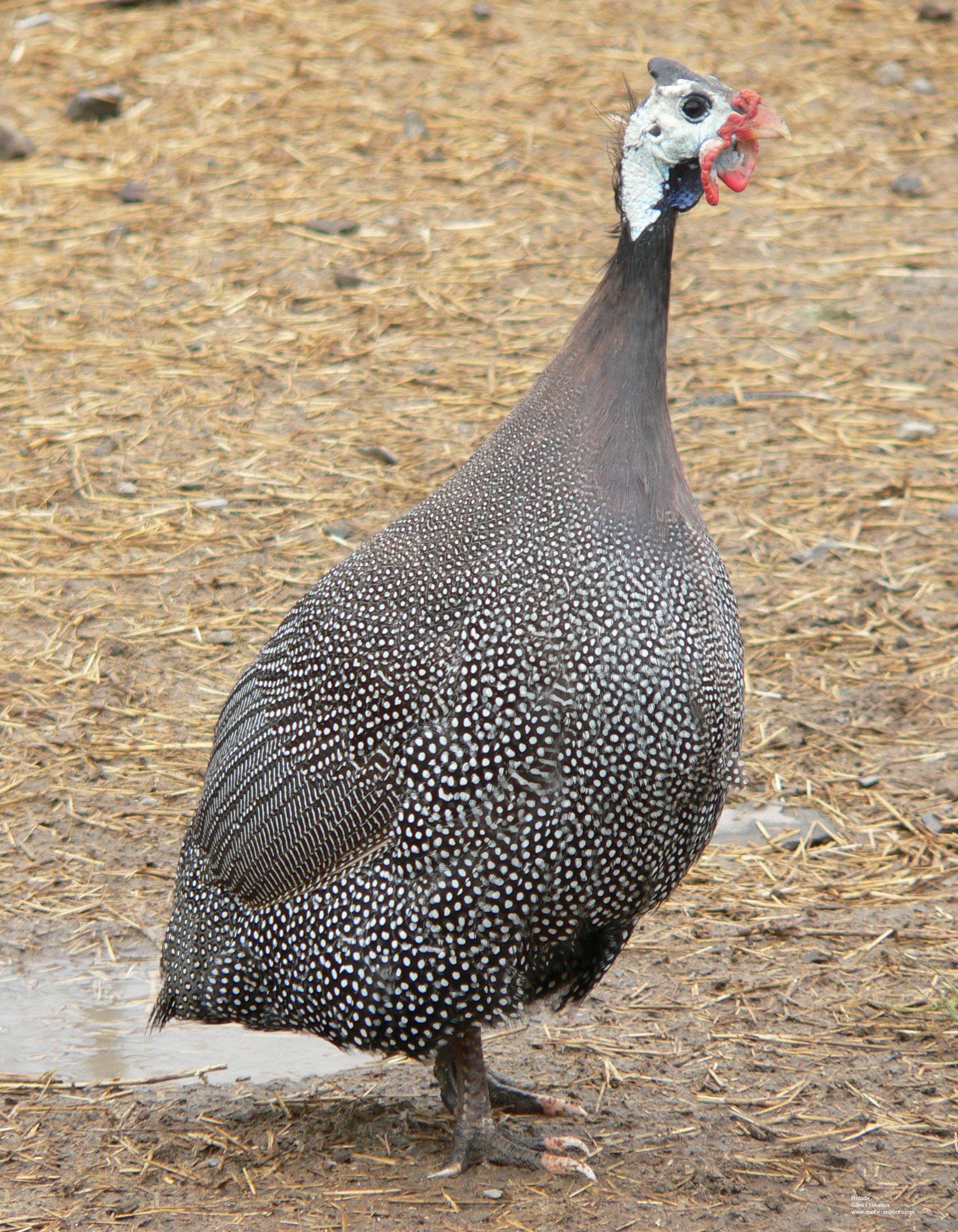 Wallpapers Animals Oiseaux - Pintades Pintade