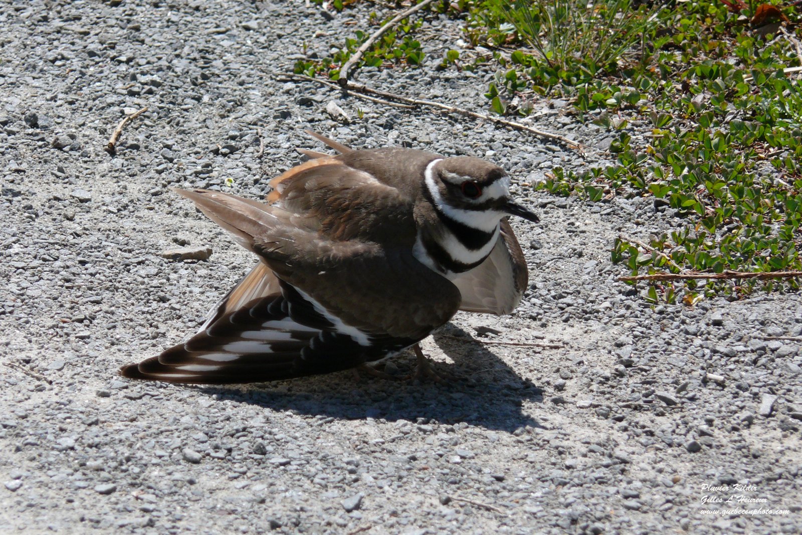 Fonds d'cran Animaux Oiseaux - Pluviers Pluvier Kildir