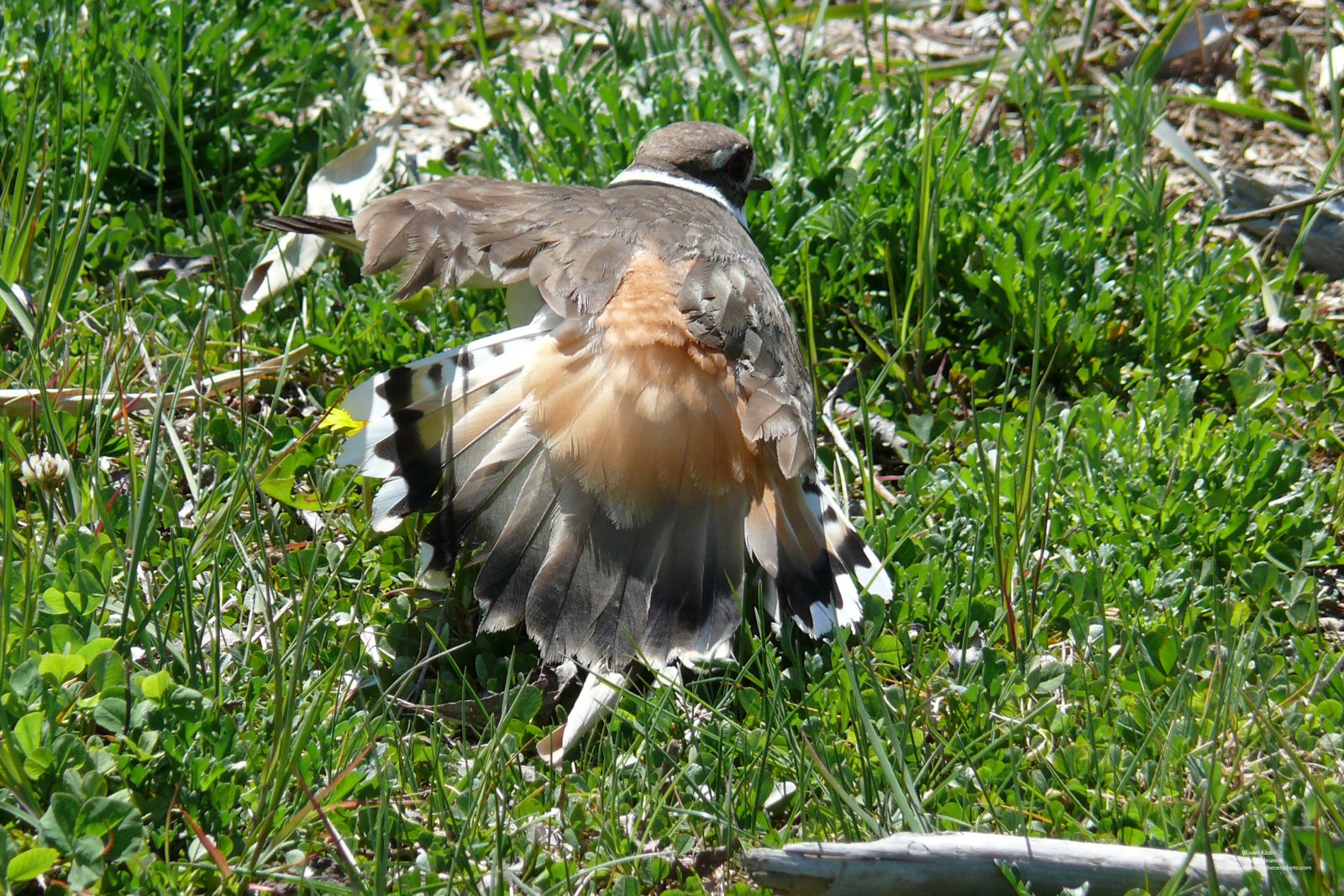 Fonds d'cran Animaux Oiseaux - Pluviers Pluvier Kildir