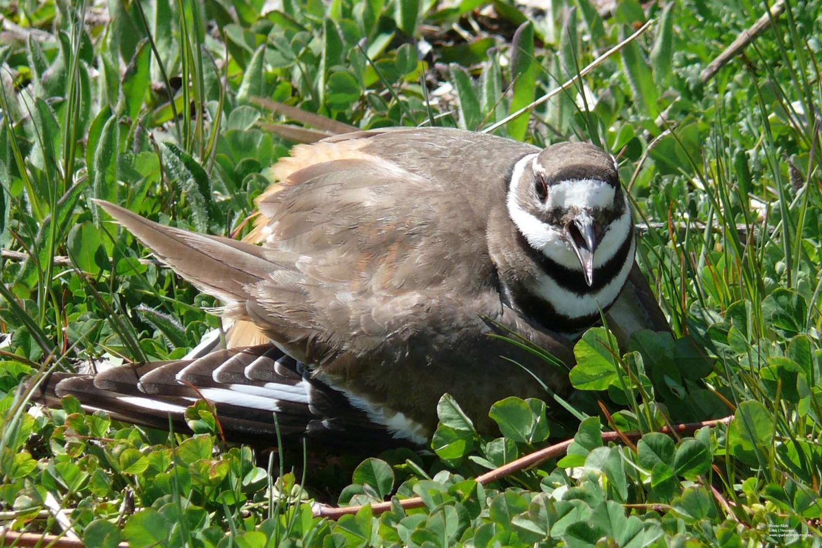 Fonds d'cran Animaux Oiseaux - Pluviers Pluvier Kildir