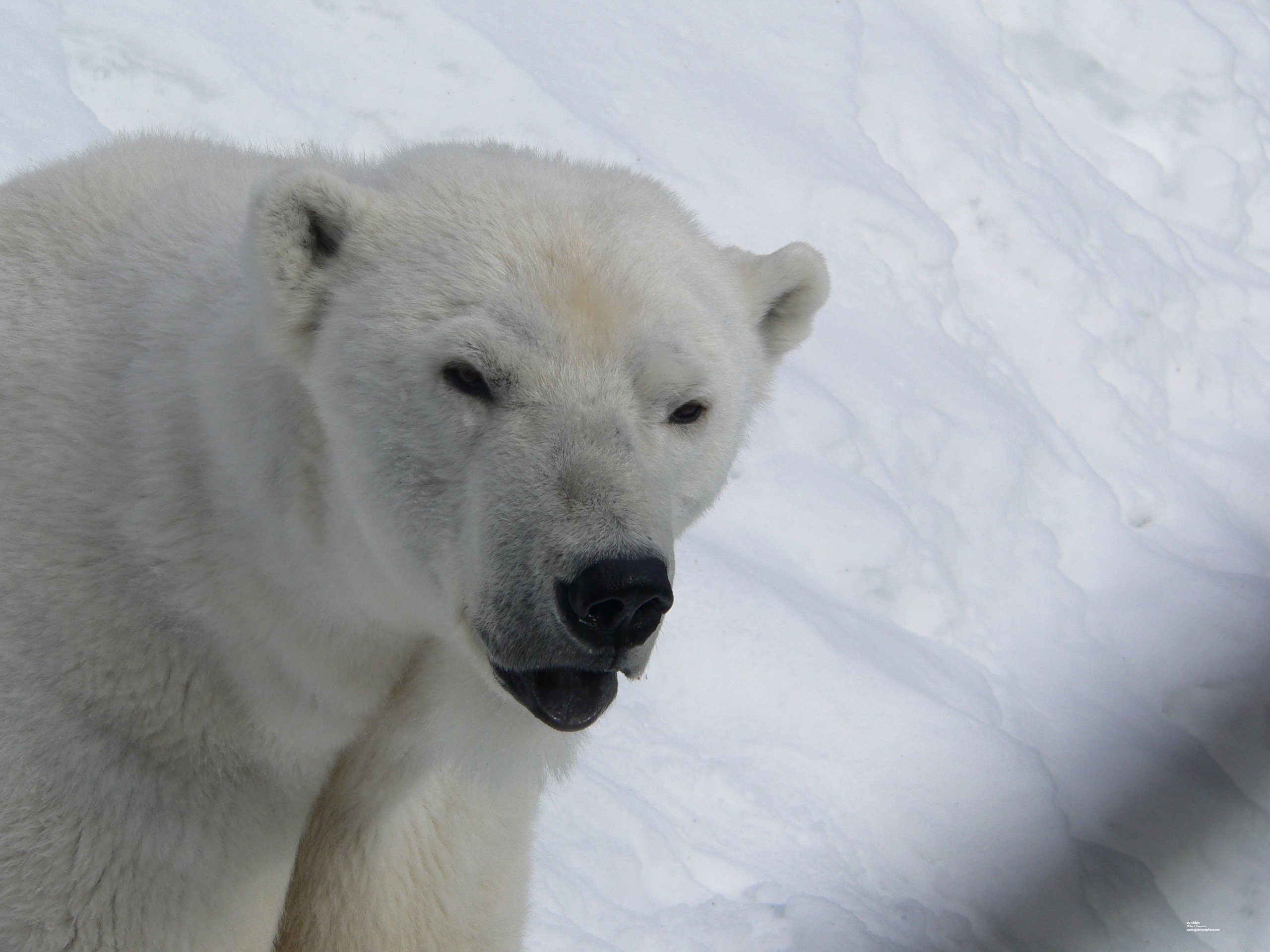 Wallpapers Animals Bears Ours blanc