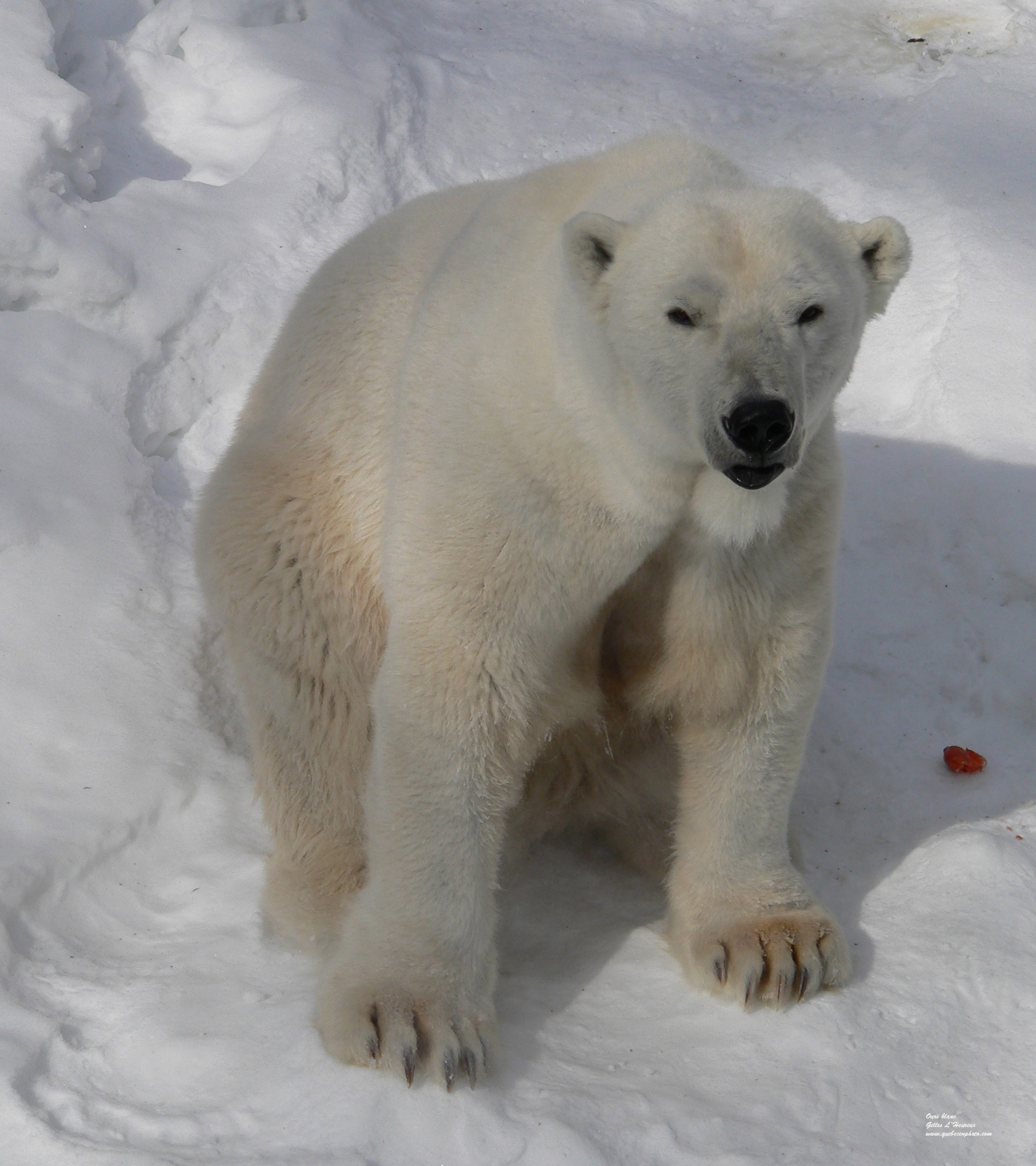 Fonds d'cran Animaux Ours Ours blanc