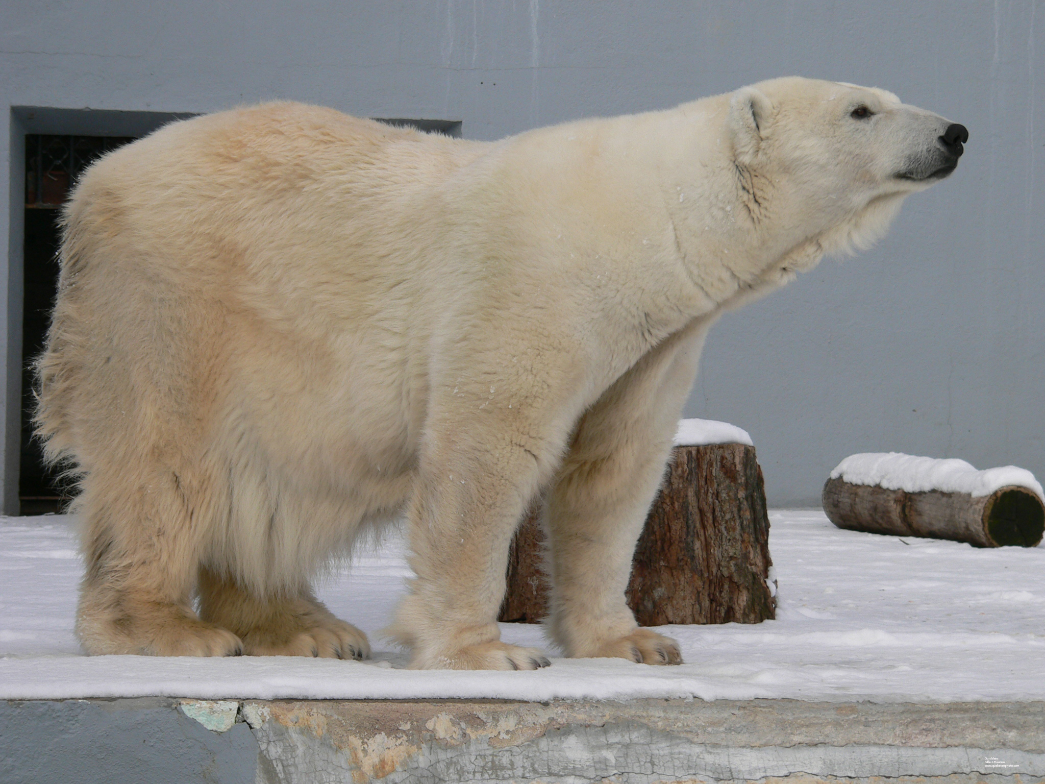 Fonds d'cran Animaux Ours Ours blanc