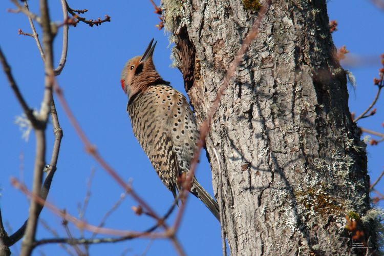 Fonds d'cran Animaux Oiseaux - Pics Pic flamboyant