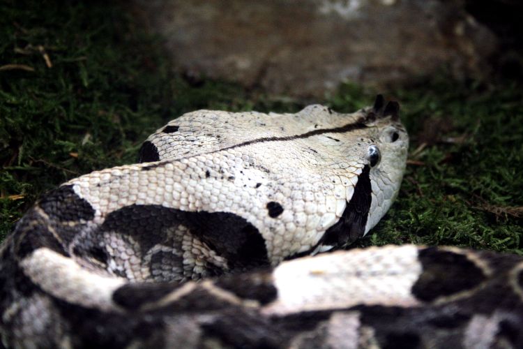 Fonds d'cran Animaux Serpents Vipère du Gabon