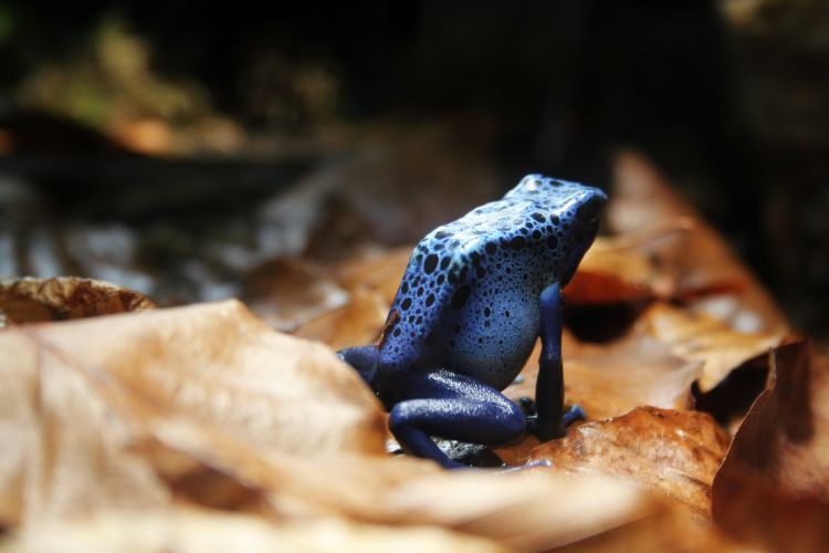 Wallpapers Animals Frogs - Toads Wallpaper N321819