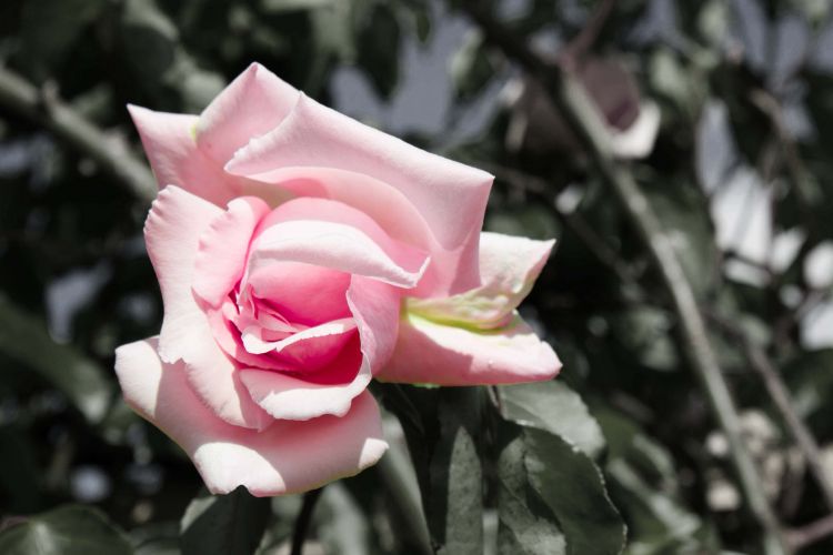 Fonds d'cran Nature Fleurs la rose