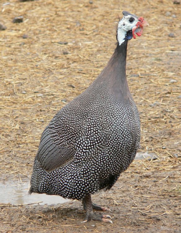 Wallpapers Animals Oiseaux - Pintades Pintade