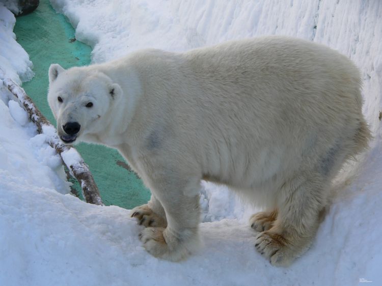 Fonds d'cran Animaux Ours Ours blanc