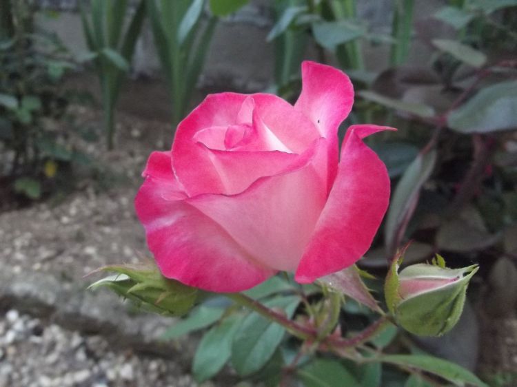 Fonds d'cran Nature Fleurs Le nom de cette rose: Gimini