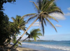  Nature Palmiers sur la plage