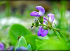  Nature petite fleur sauvage