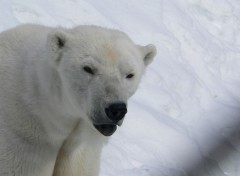  Animaux Ours blanc