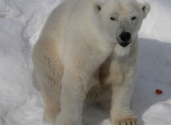  Animaux Ours blanc