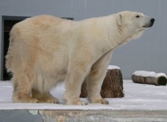  Animaux Ours blanc