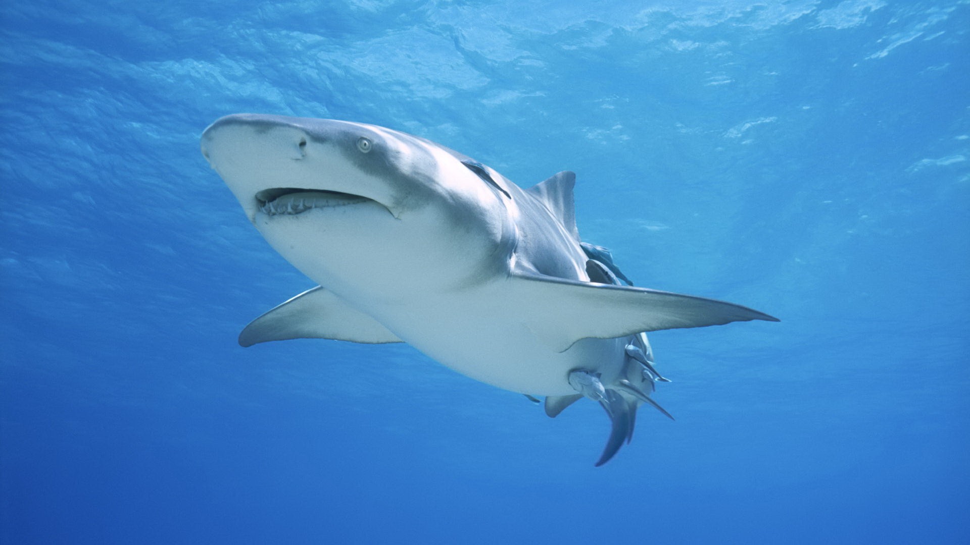 Wallpapers Animals Sealife - Sharks 