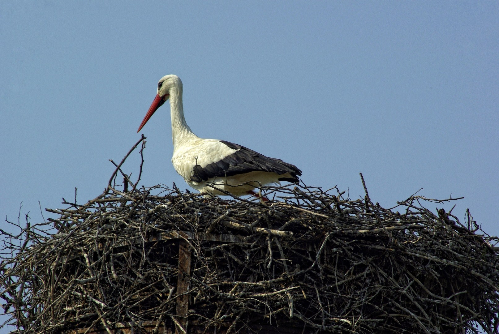 Fonds d'cran Animaux Oiseaux - Cigognes 