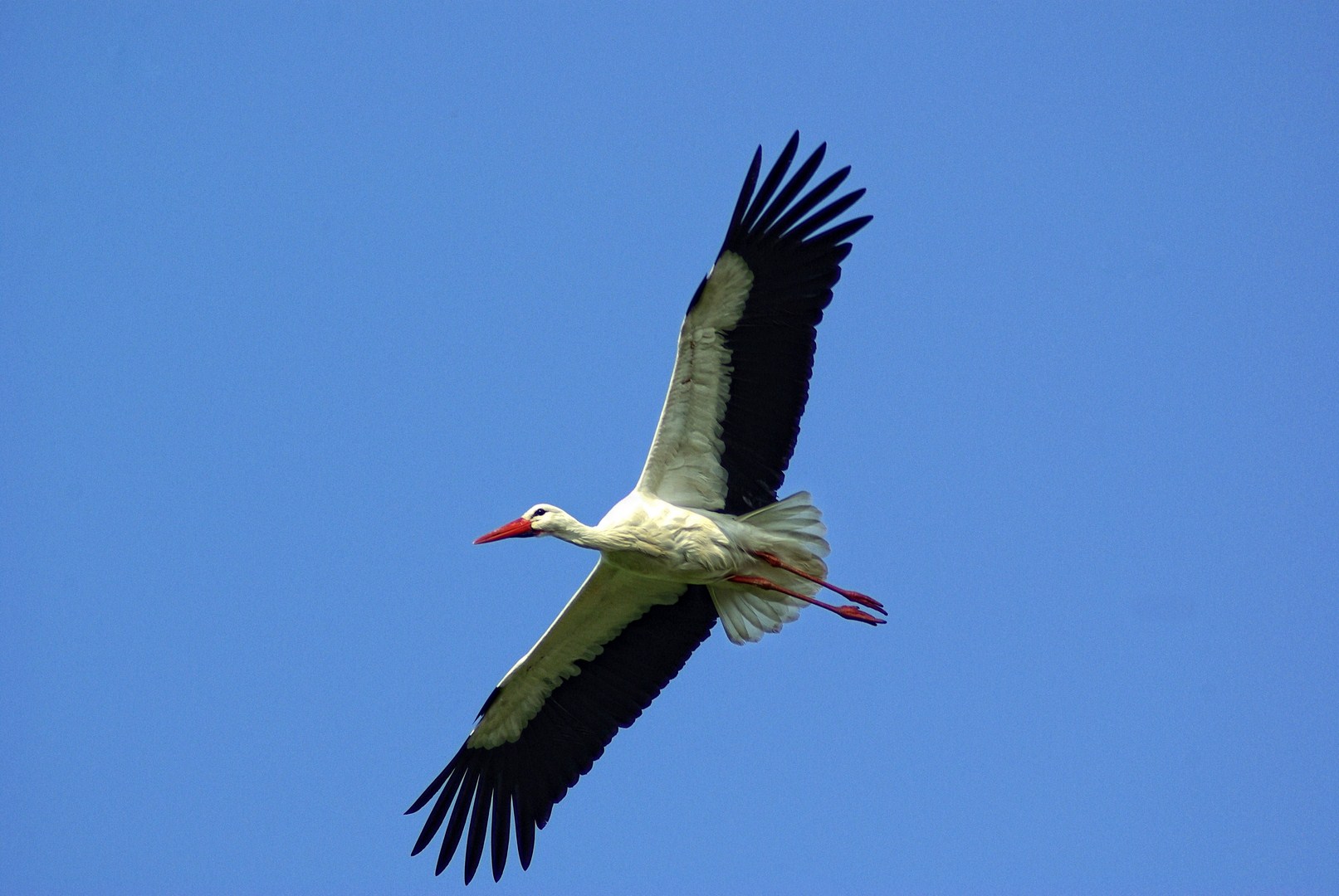 Fonds d'cran Animaux Oiseaux - Cigognes 